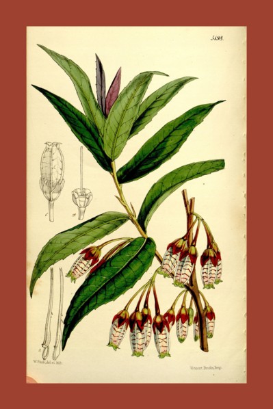 Botanical Print by Walter Hood Fitch 1817 â€ì 1892, W.H. Fitch was an botanical illustrator and