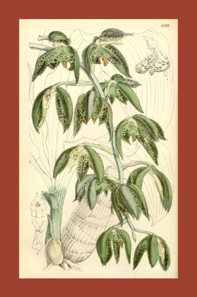 19th century botanical colour  print. Botanical illustration.  Form, colour, and details of the