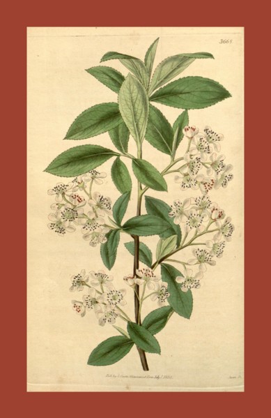 Botanical print or English natural history illustration by Joseph Swan 1796-1872, British Engraver.