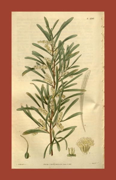 Botanical print by Sir William Jackson Hooker, FRS, 1785 â€ì 1865, English botanical illustrator.