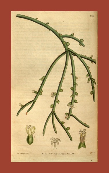 19th century botanical colour  print. Botanical illustration.  Form, colour, and details of the