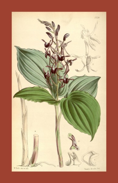 Botanical Print by Walter Hood Fitch 1817 â€ì 1892, W.H. Fitch was an botanical illustrator and