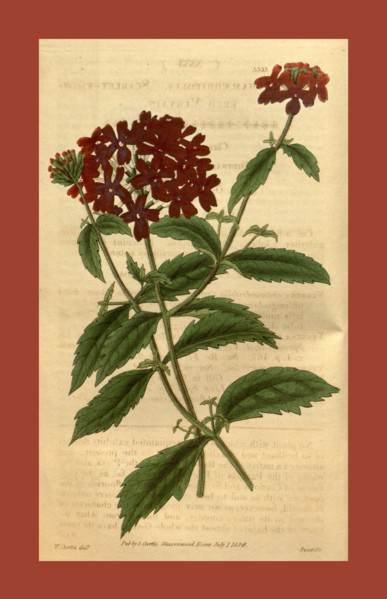 Botanical print or English natural history illustration by Joseph Swan 1796-1872, British Engraver.