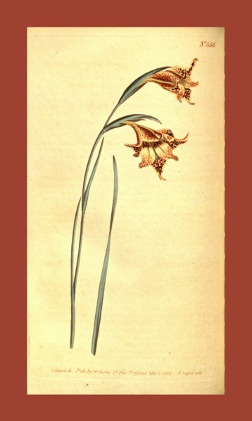 Botanical print by Sydenham Teast Edwards 1768 â€ì 1819, Sydenham Edwards was a natural history