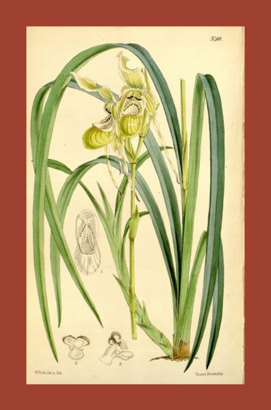 Botanical Print by Walter Hood Fitch 1817 â€ì 1892, W.H. Fitch was an botanical illustrator and