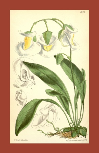 Botanical Print by Walter Hood Fitch 1817 â€ì 1892, W.H. Fitch was an botanical illustrator and