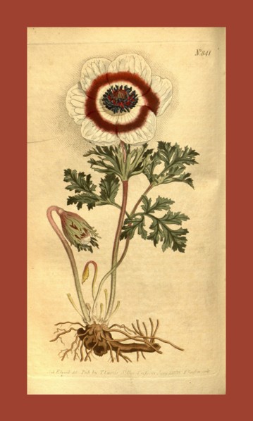 Botanical print by Sydenham Teast Edwards 1768 â€ì 1819, Sydenham Edwards was a natural history