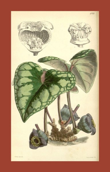 Botanical Print by Walter Hood Fitch 1817 â€ì 1892, W.H. Fitch was an botanical illustrator and