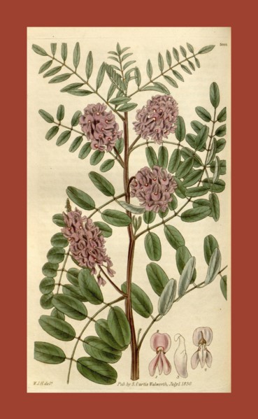 Botanical print by Sir William Jackson Hooker, FRS, 1785 â€ì 1865, English botanical illustrator.