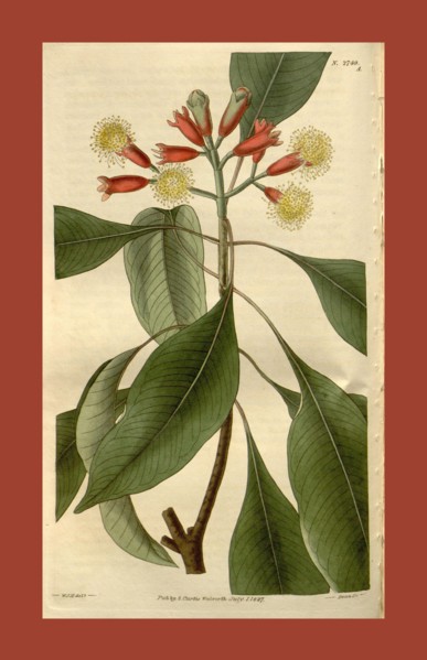 Botanical print by Sir William Jackson Hooker, FRS, 1785 â€ì 1865, English botanical illustrator.