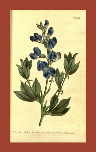 Botanical print by Sydenham Teast Edwards 1768 â€ì 1819, Sydenham Edwards was a natural history
