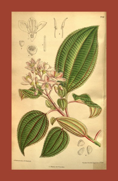Botanical Print by Walter Hood Fitch 1817 â€ì 1892, W.H. Fitch was an botanical illustrator and