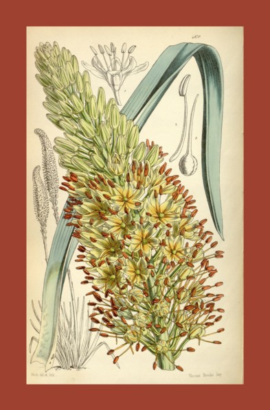 Botanical Print by Walter Hood Fitch 1817 â€ì 1892, W.H. Fitch was an botanical illustrator and