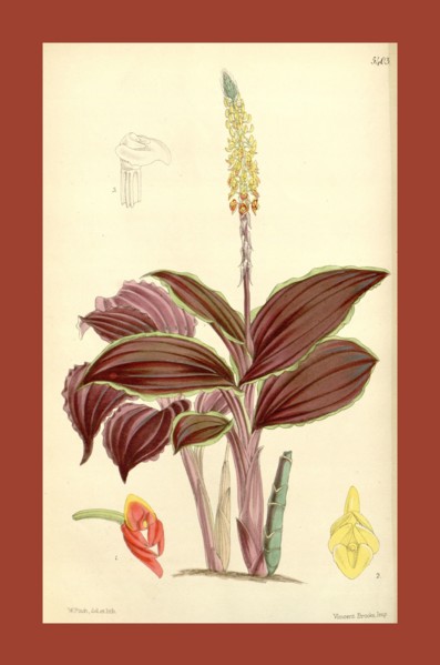 Botanical Print by Walter Hood Fitch 1817 â€ì 1892, W.H. Fitch was an botanical illustrator and