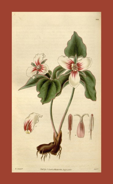Botanical print by Sir William Jackson Hooker, FRS, 1785 â€ì 1865, English botanical illustrator.