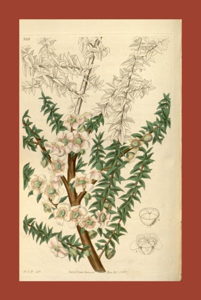 Botanical print by Sir William Jackson Hooker, FRS, 1785 â€ì 1865, English botanical illustrator.
