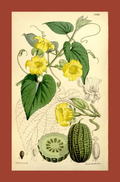 Botanical Print by Walter Hood Fitch 1817 â€ì 1892, W.H. Fitch was an botanical illustrator and