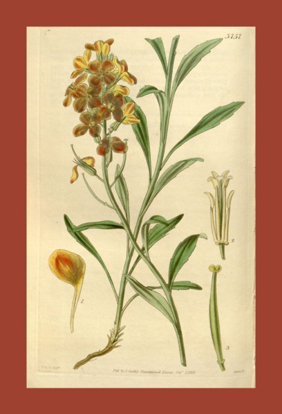 Botanical Print by Walter Hood Fitch 1817 â€ì 1892, W.H. Fitch was an botanical illustrator and