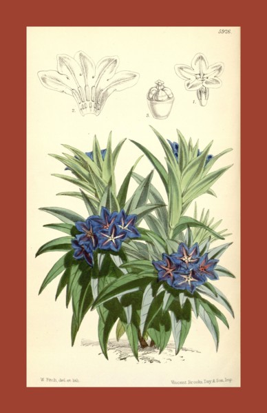 Botanical Print by Walter Hood Fitch 1817 â€ì 1892, W.H. Fitch was an botanical illustrator and