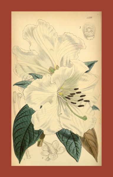 19th century botanical colour  print. Botanical illustration.  Form, colour, and details of the