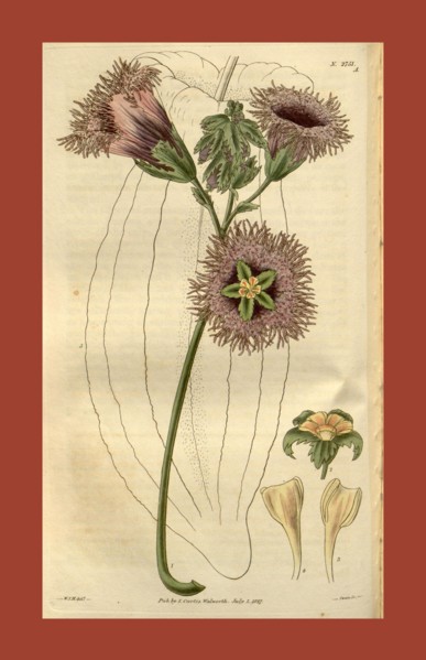 Botanical print by Sir William Jackson Hooker, FRS, 1785 â€ì 1865, English botanical illustrator.