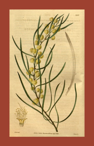 Botanical print by Sir William Jackson Hooker, FRS, 1785 â€ì 1865, English botanical illustrator.