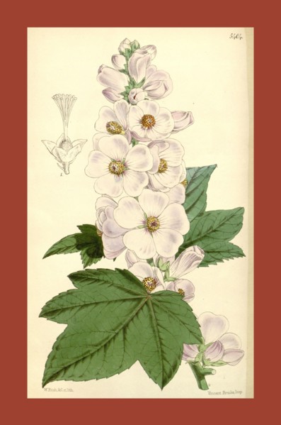 Botanical Print by Walter Hood Fitch 1817 â€ì 1892, W.H. Fitch was an botanical illustrator and
