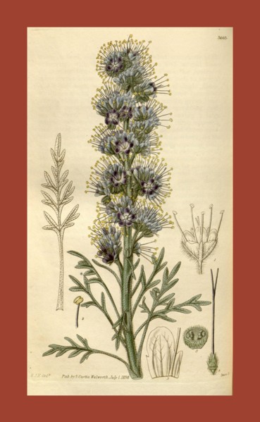 Botanical print by Sir William Jackson Hooker, FRS, 1785 â€ì 1865, English botanical illustrator.