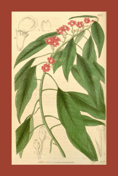 Botanical print or English natural history illustration by Joseph Swan 1796-1872, British Engraver.