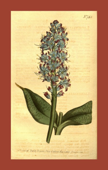 Botanical print by Sydenham Teast Edwards 1768 â€ì 1819, Sydenham Edwards was a natural history