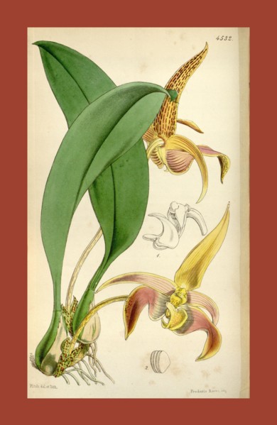 Botanical Print by Walter Hood Fitch 1817 â€ì 1892, W.H. Fitch was an botanical illustrator and