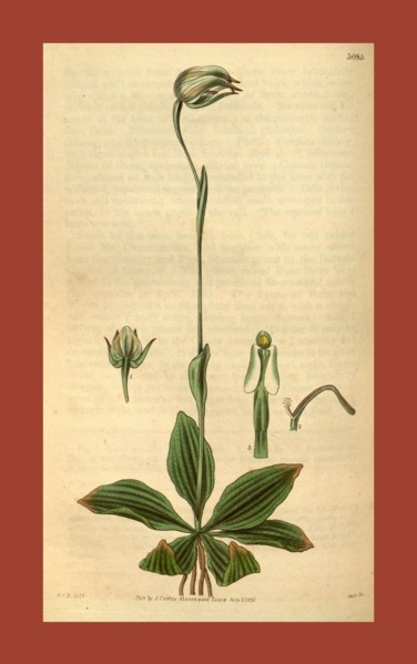 Botanical print by Sir William Jackson Hooker, FRS, 1785 â€ì 1865, English botanical illustrator.
