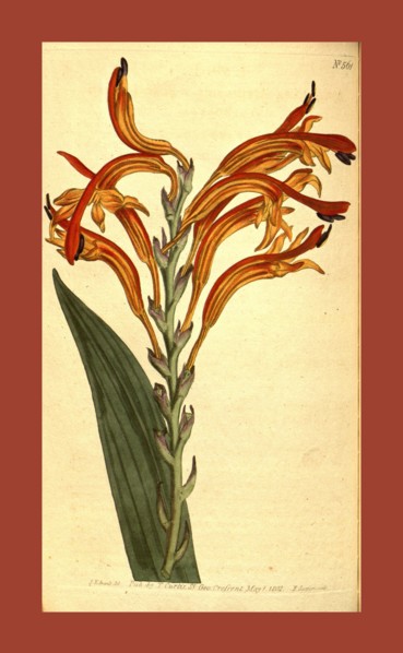 Botanical print by Sydenham Teast Edwards 1768 â€ì 1819, Sydenham Edwards was a natural history