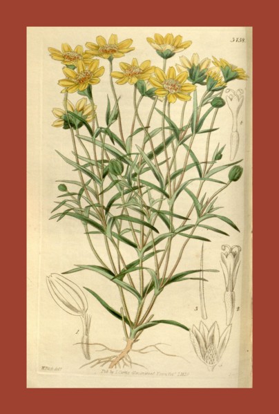 Botanical Print by Walter Hood Fitch 1817 â€ì 1892, W.H. Fitch was an botanical illustrator and
