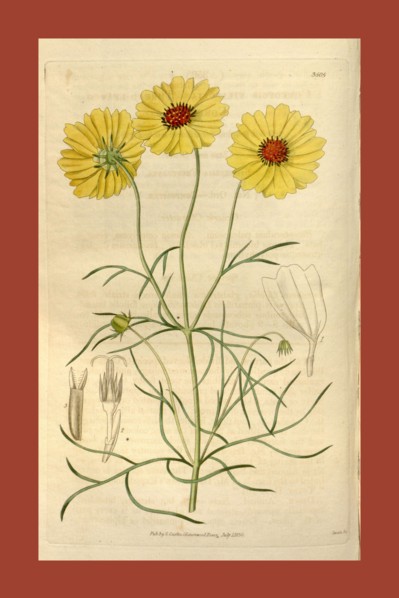Botanical print or English natural history illustration by Joseph Swan 1796-1872, British Engraver.