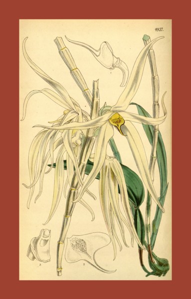 19th century botanical colour  print. Botanical illustration.  Form, colour, and details of the