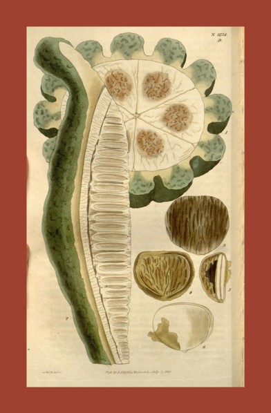 Botanical print by Sir William Jackson Hooker, FRS, 1785 â€ì 1865, English botanical illustrator.