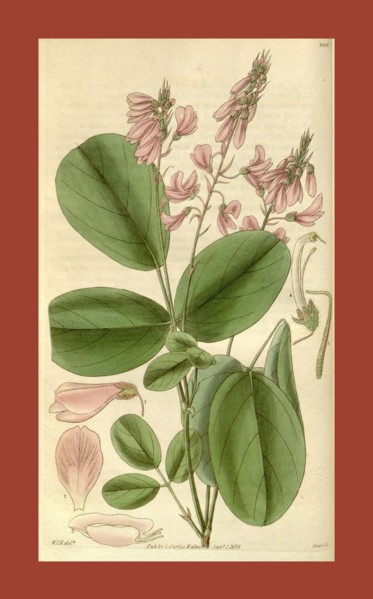 Botanical print by Sir William Jackson Hooker, FRS, 1785 â€ì 1865, English botanical illustrator.
