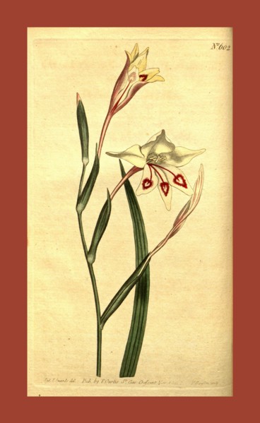 Botanical print by Sydenham Teast Edwards 1768 â€ì 1819, Sydenham Edwards was a natural history