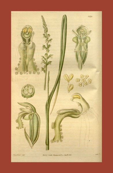 Botanical print or English natural history illustration by Joseph Swan 1796-1872, British Engraver.