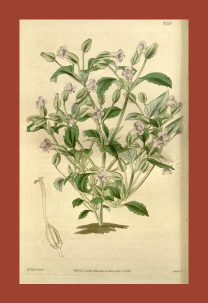 Botanical Print by Walter Hood Fitch 1817 â€ì 1892, W.H. Fitch was an botanical illustrator and