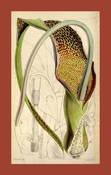 Botanical Print by Walter Hood Fitch 1817 â€ì 1892, W.H. Fitch was an botanical illustrator and