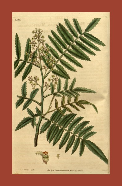 19th century botanical colour  print. Botanical illustration.  Form, colour, and details of the