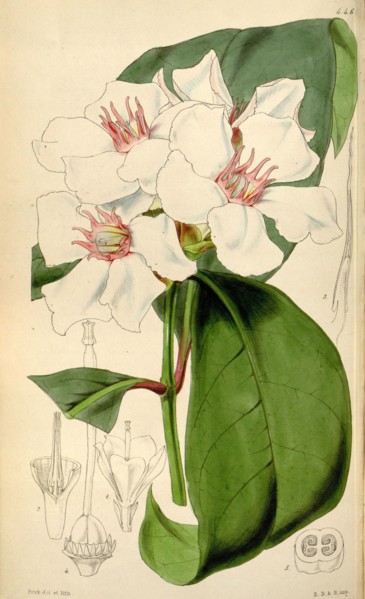 Botanical Print by Walter Hood Fitch 1817 â€ì 1892, W.H. Fitch was an botanical illustrator and