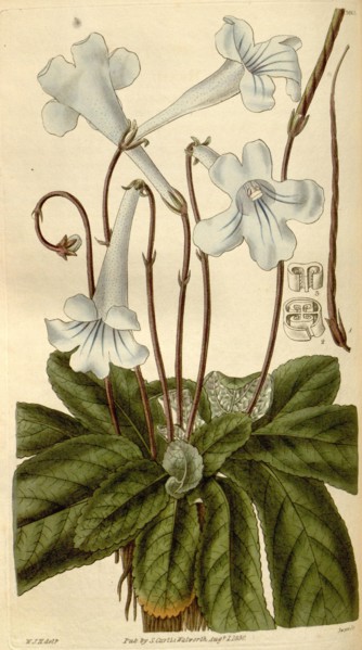 Botanical print by Sir William Jackson Hooker, FRS, 1785 â€ì 1865, English botanical illustrator.