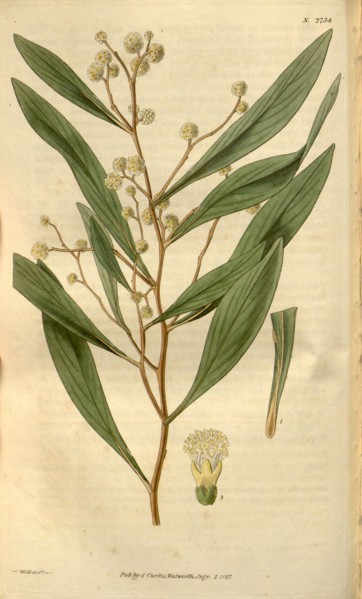 Botanical print by Sir William Jackson Hooker, FRS, 1785 â€ì 1865, English botanical illustrator.