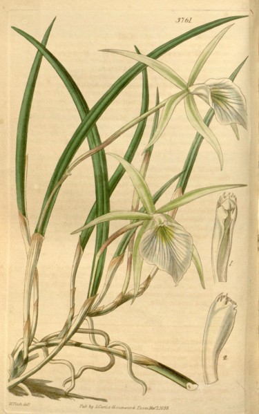 Botanical Print by Walter Hood Fitch 1817 â€ì 1892, W.H. Fitch was an botanical illustrator and