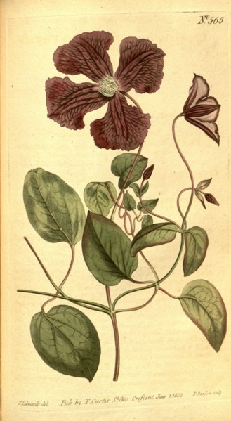 Botanical print by Sydenham Teast Edwards 1768 â€ì 1819, Sydenham Edwards was a natural history