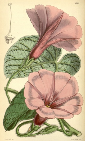 Botanical Print by Walter Hood Fitch 1817 â€ì 1892, W.H. Fitch was an botanical illustrator and