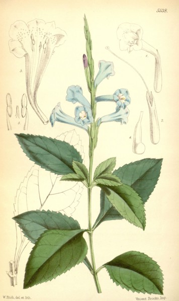 Botanical Print by Walter Hood Fitch 1817 â€ì 1892, W.H. Fitch was an botanical illustrator and